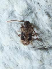 Gynopterus