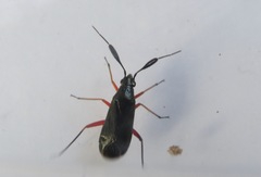 Teleorhinus cyaneus