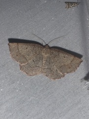 Metarranthis amyrisaria