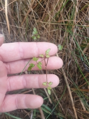 Clematis quadribracteolata