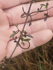 Clematis quadribracteolata