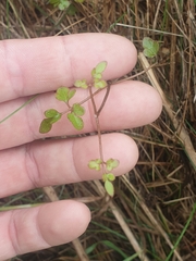 Clematis quadribracteolata
