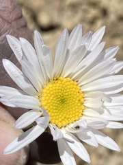 Erigeron pulcherrimus