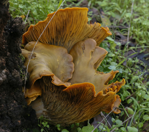 iNaturalist observation photo of western jack-o'-lantern