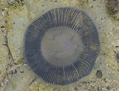 Aequorea forskalea