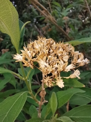 Verbesina oligantha