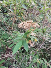 Verbesina oligantha