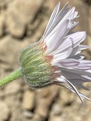 Erigeron pulcherrimus