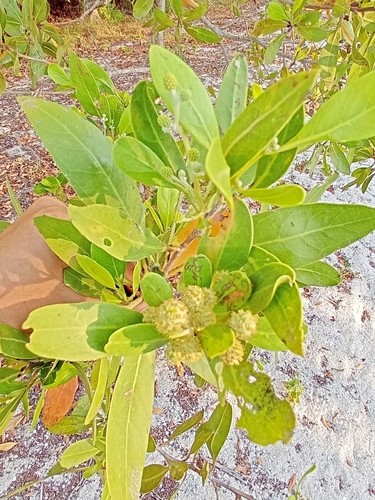 Conocarpus erectus