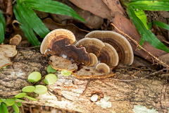 Nigroporus vinosus