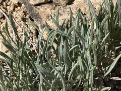 Erigeron pulcherrimus