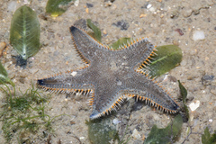 Astropecten indicus