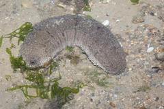 Holothuria scabra