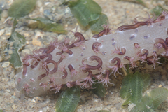 Veretillidae
