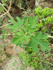Verbesina tecolotlana