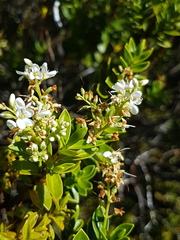 Veronica brachysiphon