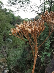 Verbesina tecolotlana