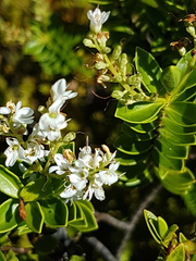 Veronica brachysiphon