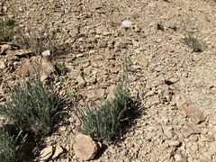 Erigeron pulcherrimus