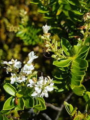 Veronica brachysiphon