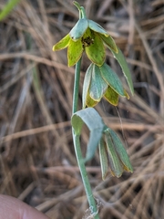 Fritillaria micrantha