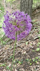 Allium giganteum