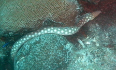 Myrichthys breviceps