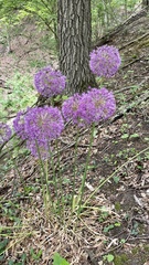 Allium giganteum
