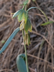 Fritillaria micrantha