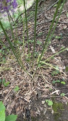 Allium giganteum