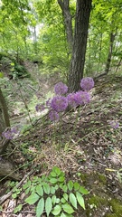 Allium giganteum