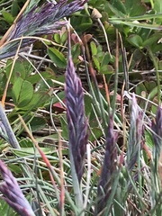 Festuca ammobia