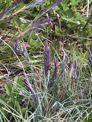 Festuca ammobia