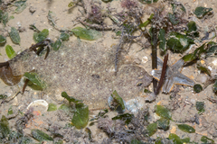 Pseudorhombus arsius