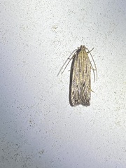 Spinitibia hodgesi