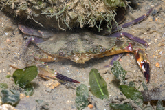 Charybdis hellerii