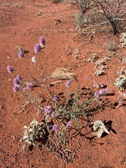 Ptilotus helipteroides