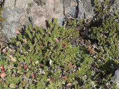 Selaginella hansenii