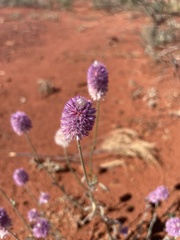 Ptilotus helipteroides