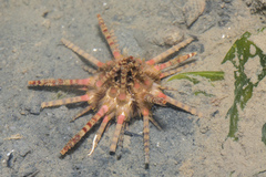 Image of Prionocidaris bispinosa