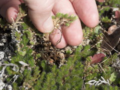 Selaginella hansenii