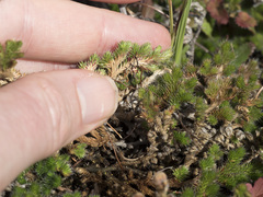 Selaginella hansenii