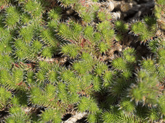 Selaginella hansenii