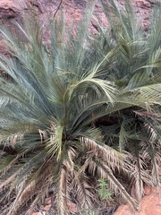Macrozamia macdonnellii