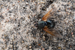 Chetogaster violacea-viridis