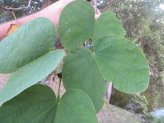 Bauhinia