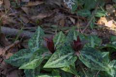 Trillium underwoodii