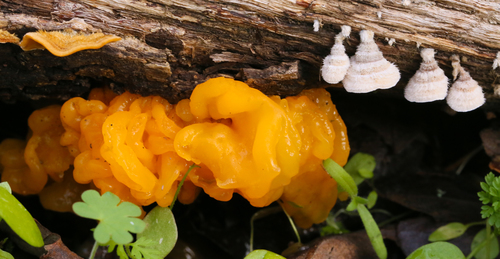 iNaturalist observation photo of golden ear