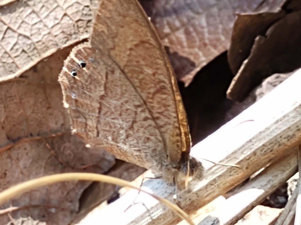Cyllopsis pseudopephredo