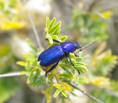Glaphyrus maurus